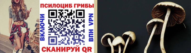 даркнет какой сайт  Железногорск  Галлюциногенные грибы Psilocybine cubensis  купить  